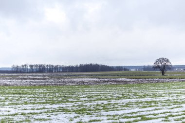 Yalnız ağaçlar ayakta arasında tarıma elverişli arazi ve ve kış buğday içeren alanlar. Tarlada bazı kar var. Kış başında Avrupa'da.