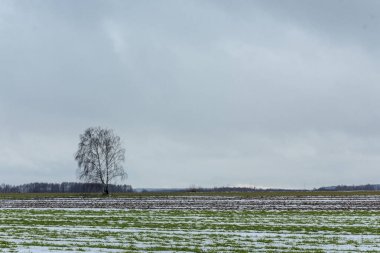 Tek bir huş tarıma ve kış buğday alanları arasında duruyor. Tarlada bazı kar var. Kış başında Avrupa'da.