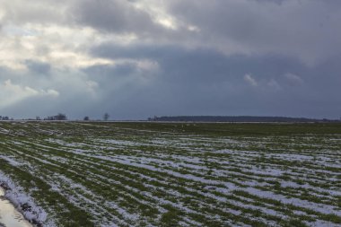 Yalnız ağaçlar ayakta arasında tarıma elverişli arazi ve ve kış buğday içeren alanlar. Tarlada bazı kar var. Kış başında Avrupa'da.