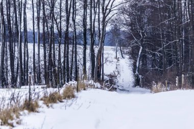 Kar bir uçurumun bir mera inekler için önde gelen bir kırsal yol kapalı. Orman yeşillik içinde belgili tanımlık geçmiş ezelî. Kış başında Avrupa'da.