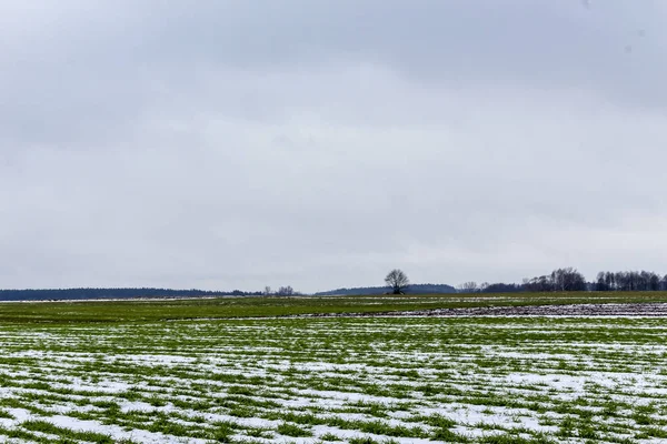 Árvores Solitárias Estão Entre Terras Aráveis Campos Com Trigo Inverno — Fotografia de Stock