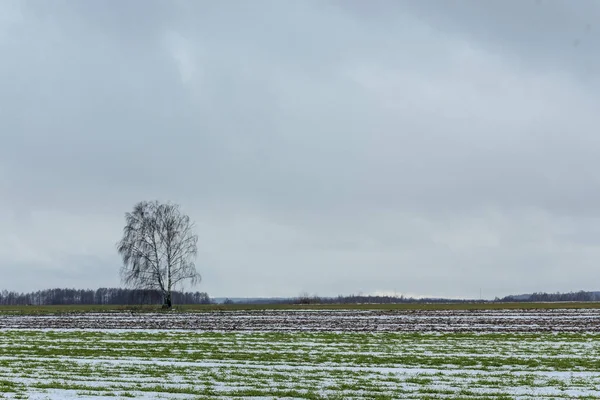 Tek bir huş tarıma ve kış buğday alanları arasında duruyor. Tarlada bazı kar var. Kış başında Avrupa'da.