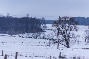 Kar kaplı alanlar ve çayırlar. Ön plan ve arka planda karanlık orman ağaçlarında. Kış başında Avrupa'da.