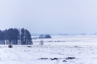 Kar kaplı alanlar ve çayırlar. Kar üzerinden sıkıştırılmış Mısır göz kökleri. Orman içinde belgili tanımlık geçmiş. Kış başında Avrupa'da.