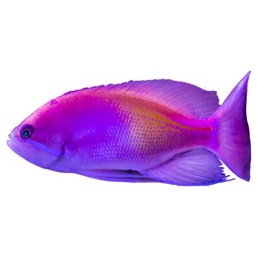 Hint Okyanusu üzerinden kırmızı tropikal balık. Pseudanthias. İzole resmi beyaz arka plan için. Doğa, akvaryum balık, okyanusun hayatı hakkında web sitesi .