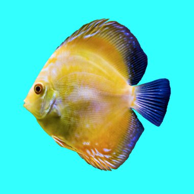 Amazon Nehri sarı tropikal balık. Symphysodon aegufasciatus. Akvaryum balık. Mavi arka plan üzerinde izole fotoğraf.