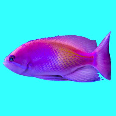 Hint Okyanusu üzerinden kırmızı tropikal balık. Pseudanthias. İzole resmi mavi arka plan için. Doğa, akvaryum balık, okyanusun hayatı hakkında web sitesi .