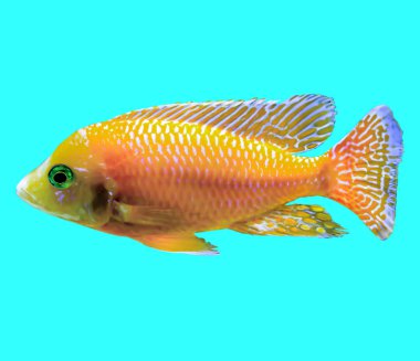 Hint Okyanusu turuncu tropikal balık. Pseudanthias. İzole resmi mavi arka plan için. Doğa, akvaryum balık, okyanusun hayatı hakkında web sitesi .
