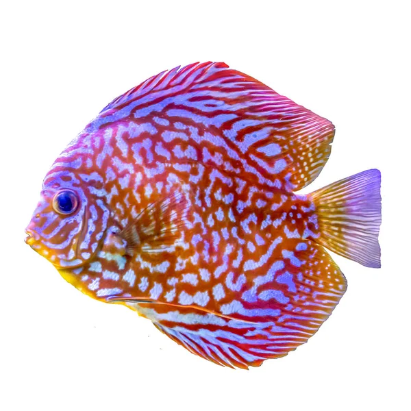 Pesce Tropicale Variegato Proveniente Dalla Regione Amazzonica Symphysodon Aegufasciatus Pesce — Foto Stock