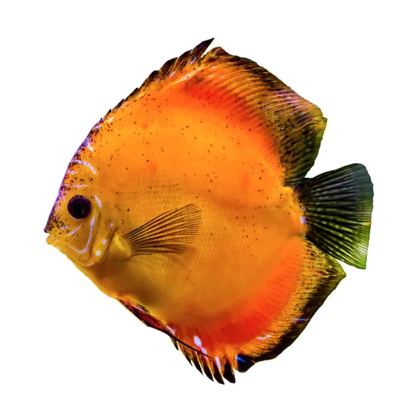 Pesce Tropicale Arancione Del Rio Delle Amazzoni Symphysodon Aegufasciatus Pesci — Foto Stock