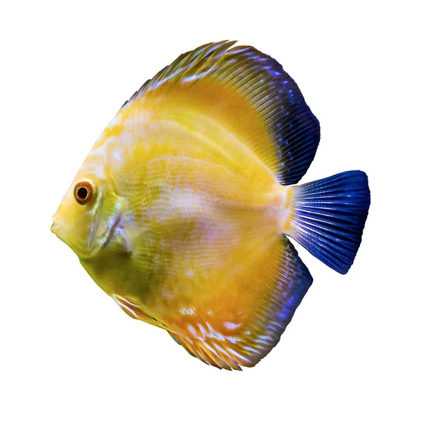 Pesce Tropicale Giallo Del Rio Delle Amazzoni Symphysodon Aegufasciatus Pesci — Foto Stock