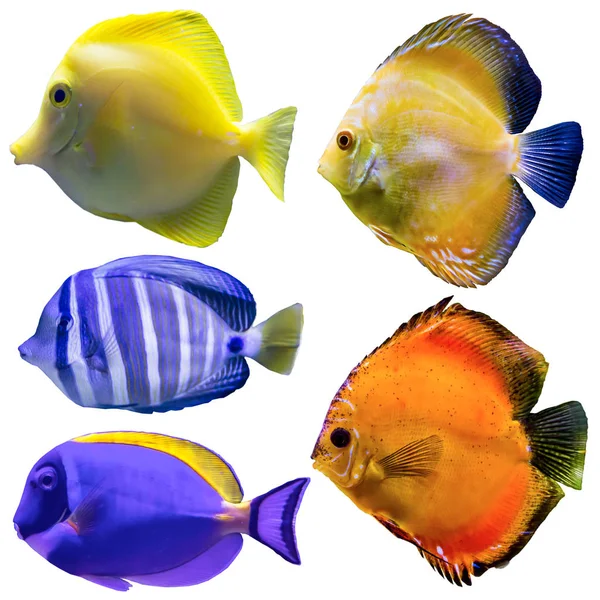 Ять Акваріумних Риб Ізольовані Фотографії Білому Тлі Сайт Про Природу — стокове фото