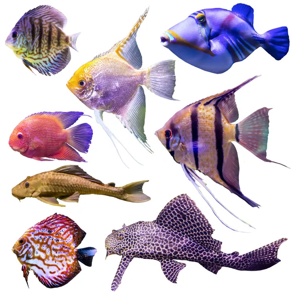 Вісім Акваріумних Риб Ізольовані Фотографії Білому Тлі Сайт Про Природу — стокове фото