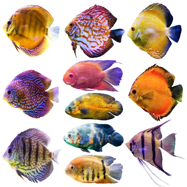 Eleven Aquarium Fish Isolated Photo White Background Website Nature Aquarium — Stock Photo, Image