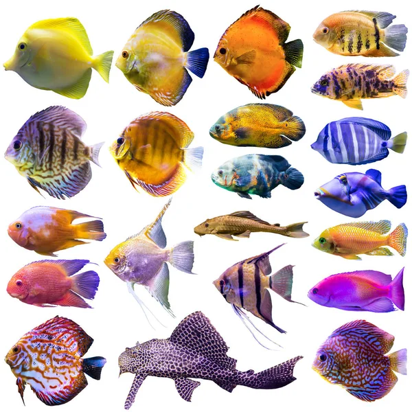 Twenty One Aquarium Fish Isolated Photo White Background Website Nature — Stock Photo, Image