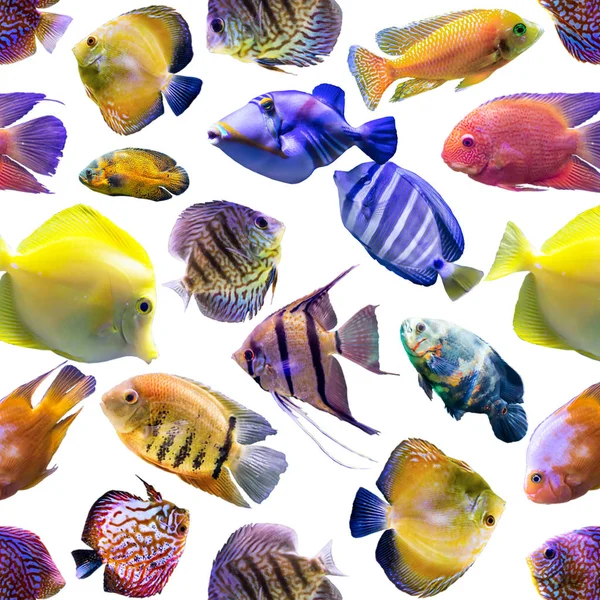 Безшовні Візерунки Різнокольорові Риби Білому Тлі Сайт Про Природу Мистецтво — стокове фото