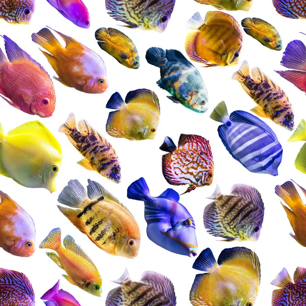 Seamless Modeli Beyaz Bir Arka Plan Üzerinde Çok Renkli Balıklar — Stok fotoğraf