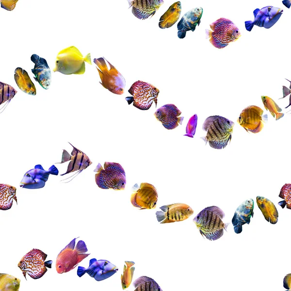 Хвилястий Безшовний Візерунок Різнокольорові Риби Білому Тлі Сайт Про Природу — стокове фото