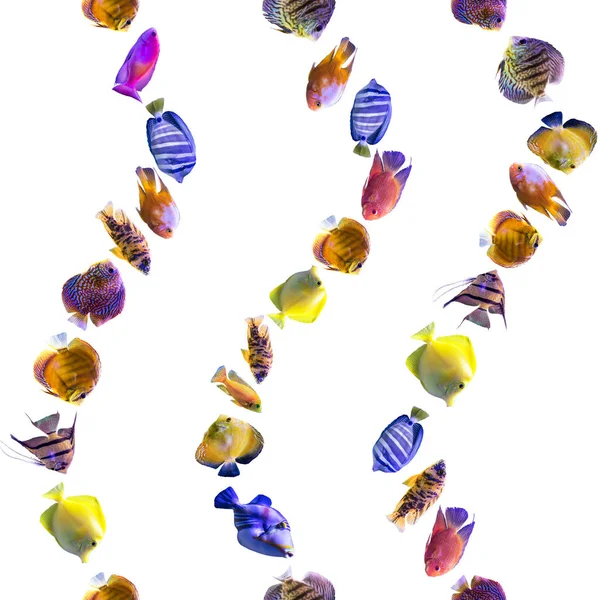 Modelul Ondulat Fără Sudură Pești Multi Colorați Fundal Alb Site — Fotografie, imagine de stoc