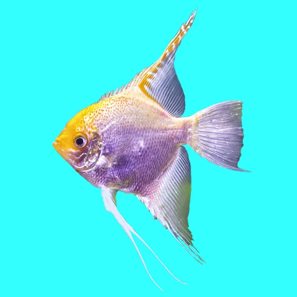 Tropikal Bir Akvaryum Tatlı Balığı Şeritli Zole Resmi Mavi Arka — Stok fotoğraf