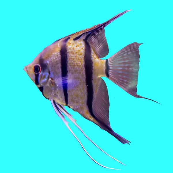 Tropical Striped Freshwater Fish Aquarium Isolated Photo Blue Background Fish — Stock Photo, Image