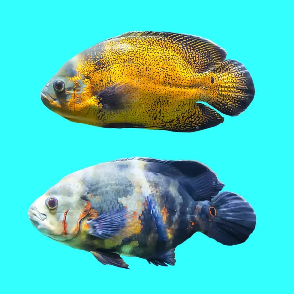 Two spotted fish from the tropical seas. Isolated photo on blue background. Website about nature , aquarium fish, life in the ocean .