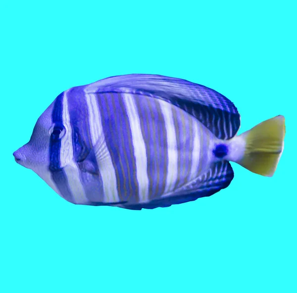 Pruhované Tropické Mořské Ryby Akváriu Izolované Foto Modrém Pozadí Takové — Stock fotografie