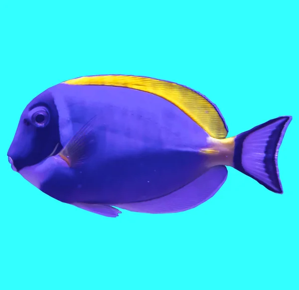 水族馆里的热带条纹海鱼 蓝色背景上的独立照片 这样的鱼喜欢吸引孩子 艺术家和网站设计师 — 图库照片