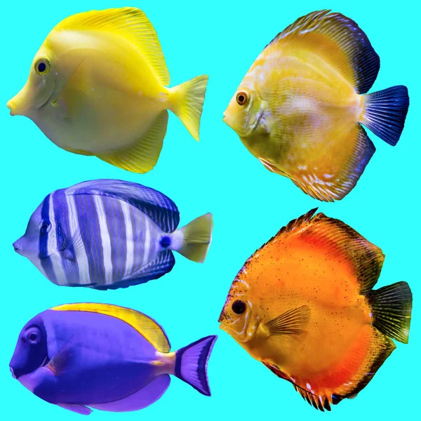 Ять Акваріумних Риб Ізольовані Фотографії Синьому Фоні Сайт Про Природу — стокове фото