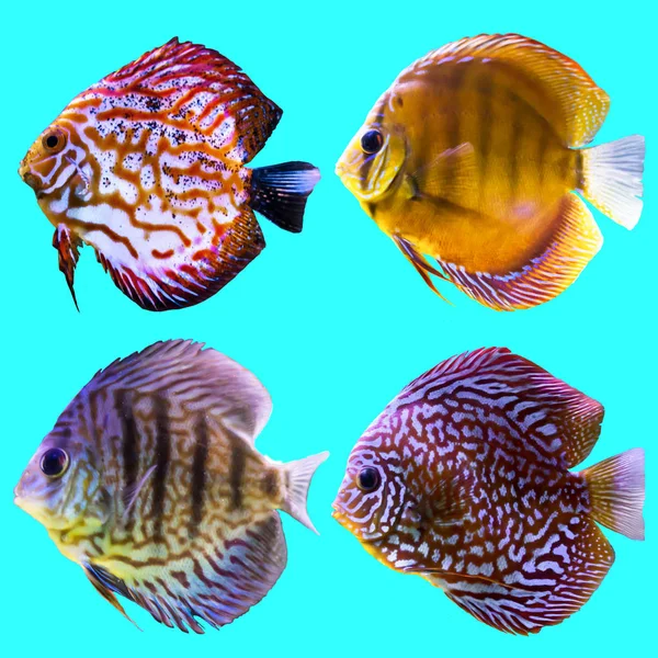 Czterech Ryb Akwariowych Białym Tle Zdjęcie Niebieskim Tle Strona Charakter — Zdjęcie stockowe