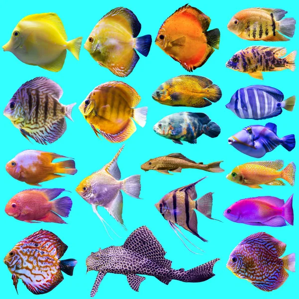 Двадцять Одна Акваріумна Риба Ізольовані Фотографії Синьому Фоні Сайт Про — стокове фото