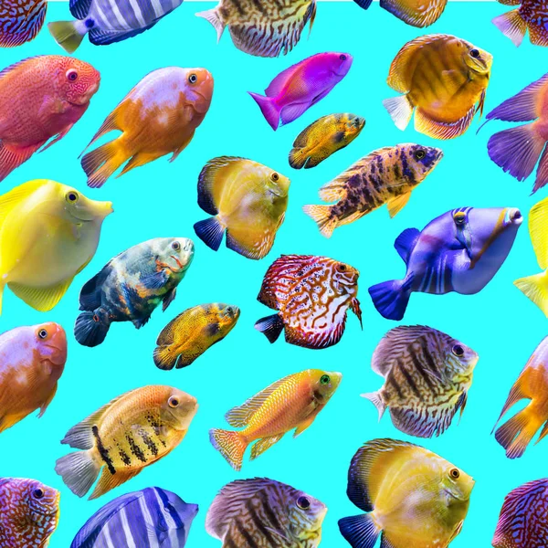 Seamless pattern. Multi-colored fishes on a blue background. Site about nature, art, animals, sea, fish.