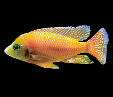 Hint Okyanusu turuncu tropikal balık. Pseudanthias. İzole resmi siyah arka plan için. Doğa, akvaryum balık, okyanusun hayatı hakkında web sitesi .