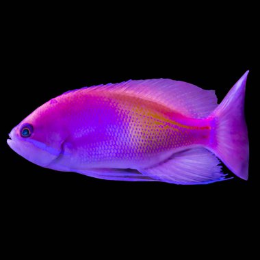Hint Okyanusu üzerinden kırmızı tropikal balık. Pseudanthias. İzole resmi siyah arka plan için. Doğa, akvaryum balık, okyanusun hayatı hakkında web sitesi .