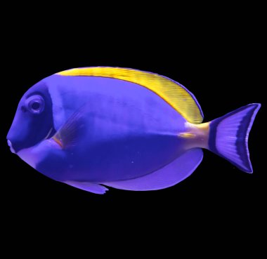 Tropikal deniz balığı bir akvaryum çizgili. İzole resmi siyah arka plan için. Böyle balık çocuk, sanatçılar ve web tasarımcıları çekmek istiyoruz.