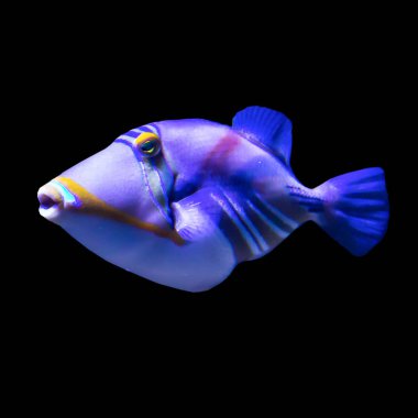 Tropikal deniz balığı akvaryum. İzole resmi siyah arka plan için. Böyle balık çocuk, sanatçılar ve web tasarımcıları çekmek istiyoruz.