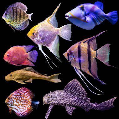 Sekiz akvaryum balık. İzole resmi siyah arka plan için. Doğa, akvaryum balık, okyanusun hayatı hakkında web sitesi .