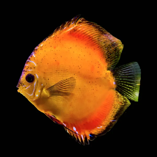 Pesce Tropicale Arancione Del Rio Delle Amazzoni Symphysodon Aegufasciatus Pesci — Foto Stock