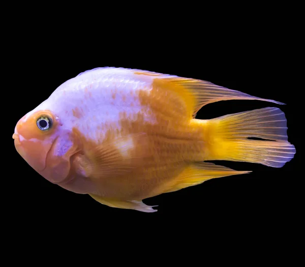 Pesce Marino Tropicale Arancione Dell Oceano Indiano Foto Isolata Sfondo — Foto Stock