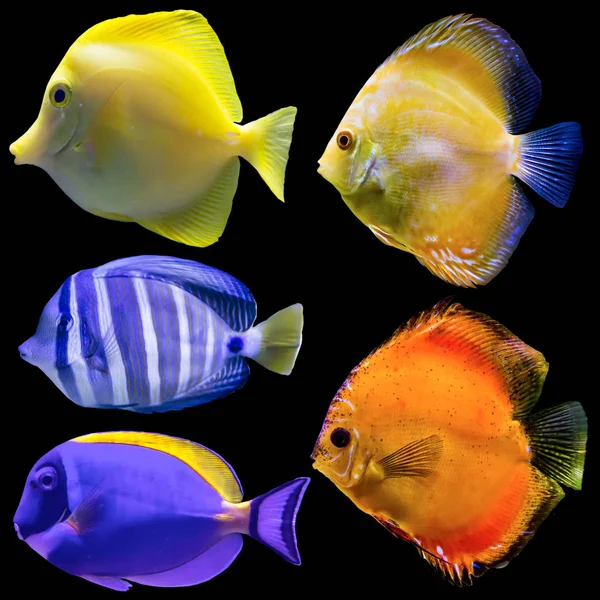 Ять Акваріумних Риб Ізольовані Фотографії Чорному Тлі Сайт Про Природу — стокове фото