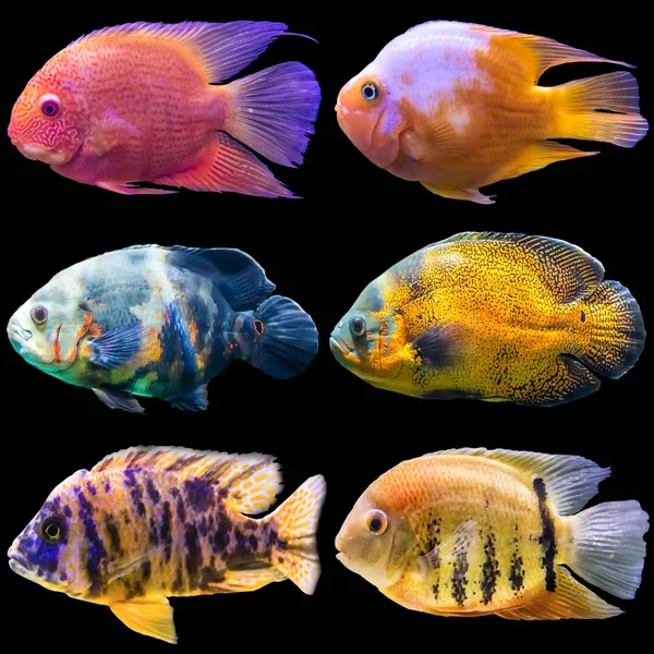 Шість Акваріумних Риб Ізольовані Фотографії Чорному Тлі Сайт Про Природу — стокове фото