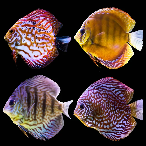 Чотири Акваріумні Риби Ізольовані Фотографії Чорному Тлі Сайт Про Природу — стокове фото