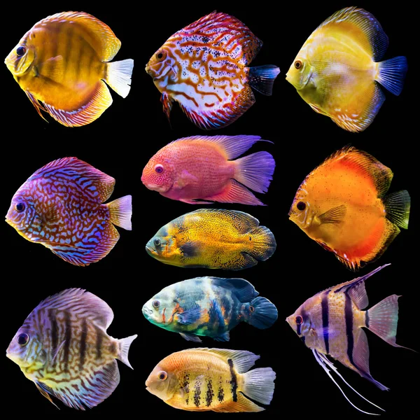 Eleven Aquarium Fish Isolated Photo Black Background Website Nature Aquarium — Stock Photo, Image