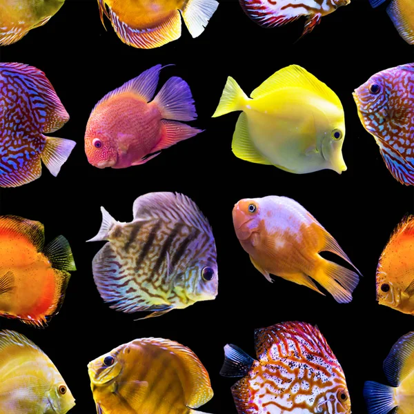 Seamless pattern. Multi-colored fishes on a black background. Site about nature, art, animals, sea, fish.