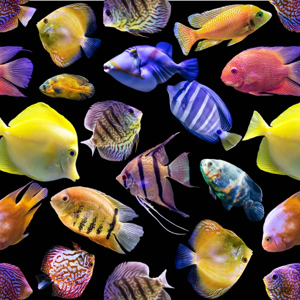 Seamless pattern. Multi-colored fishes on a black background. Site about nature, art, animals, sea, fish.