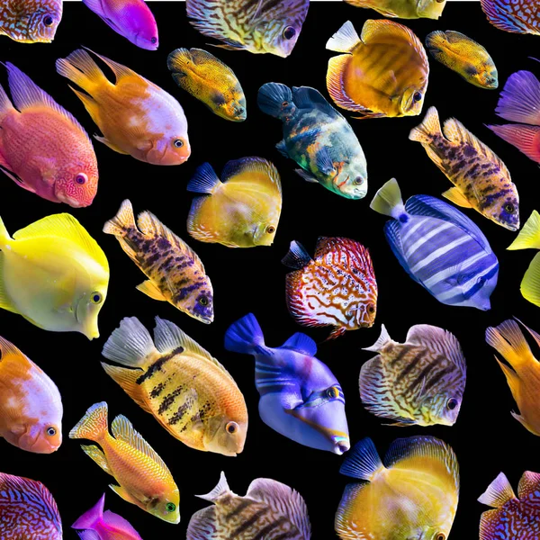 Безшовні Візерунки Різні Риби Чорному Тлі Сайт Про Природу Мистецтво — стокове фото