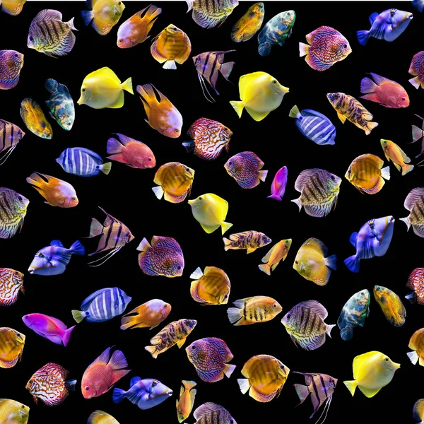 波状のシームレスなパターン 黒の背景に複数の色の魚 アート 魚についてのサイト — ストック写真