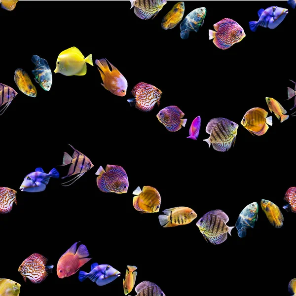 Хвилястий Безшовний Візерунок Різні Риби Чорному Тлі Сайт Про Природу — стокове фото
