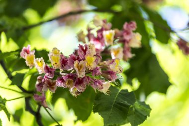 Güneşli bir bahar günü. Taze yeşil çimenlerin üzerinde ağaç gölge. Parklar, doğa, mevsim ilgili bir site için arka plan.