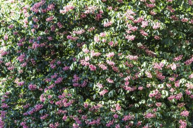 Güneşli bir bahar günü. Taze yeşil çimenlerin üzerinde ağaç gölge. Parklar, doğa, mevsim ilgili bir site için arka plan.